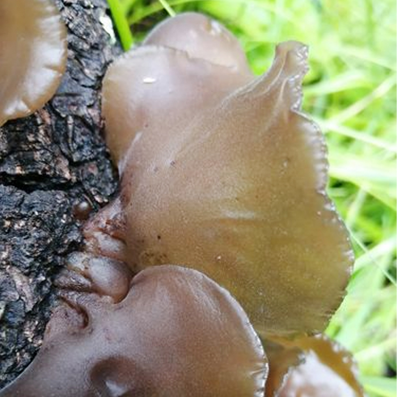 东北野生黑木耳干货椴木秋木耳天然软糯非特级小碗耳官方旗舰店