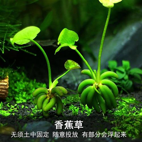 鱼缸造景真植物全套冷水鱼缸水草鱼缸里的活水草养鱼专用水草坨草