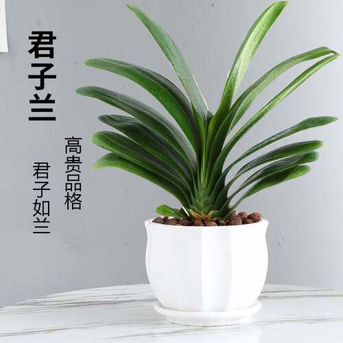 君子兰盆栽带花苞高级圆头和尚精品名贵花卉植物室内绿植四季好养 - 图2