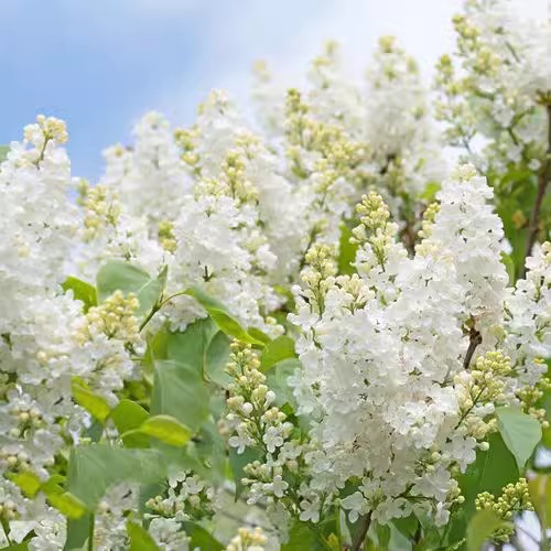 欧洲丁香花树苗浓香花卉盆栽室内外庭院别墅绿化风景植物四季开花 - 图2