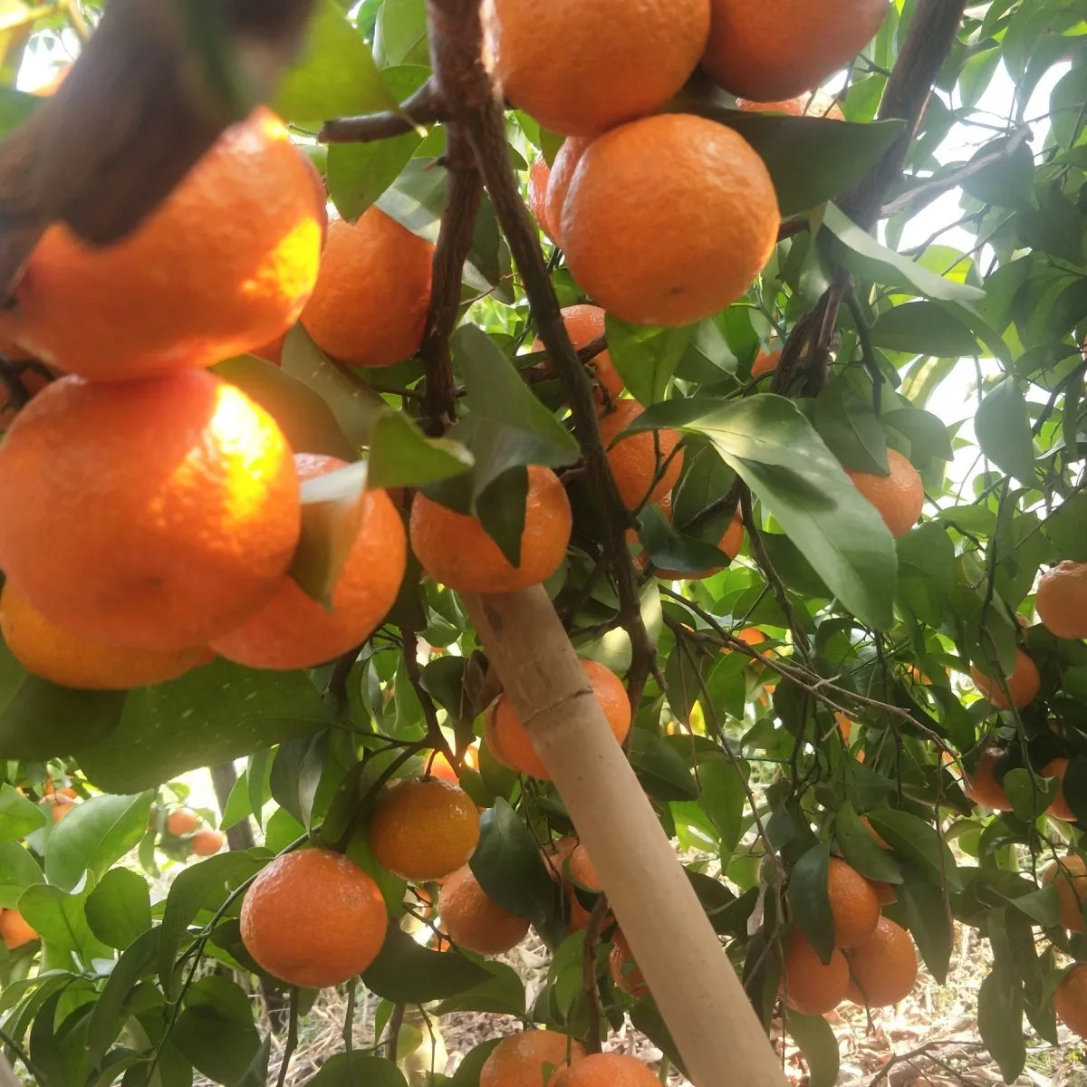 正宗广西金秋砂糖橘沙糖桔子新鲜水果橘子9斤当季甜精品橘子,淘宝优惠券,粉丝福利购,淘宝优惠卷