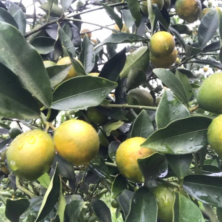 桂林脆皮金桔广西小金桔5斤新鲜水果当季整箱子柑桔纯甜10,淘宝优惠券,粉丝福利购,淘宝优惠卷