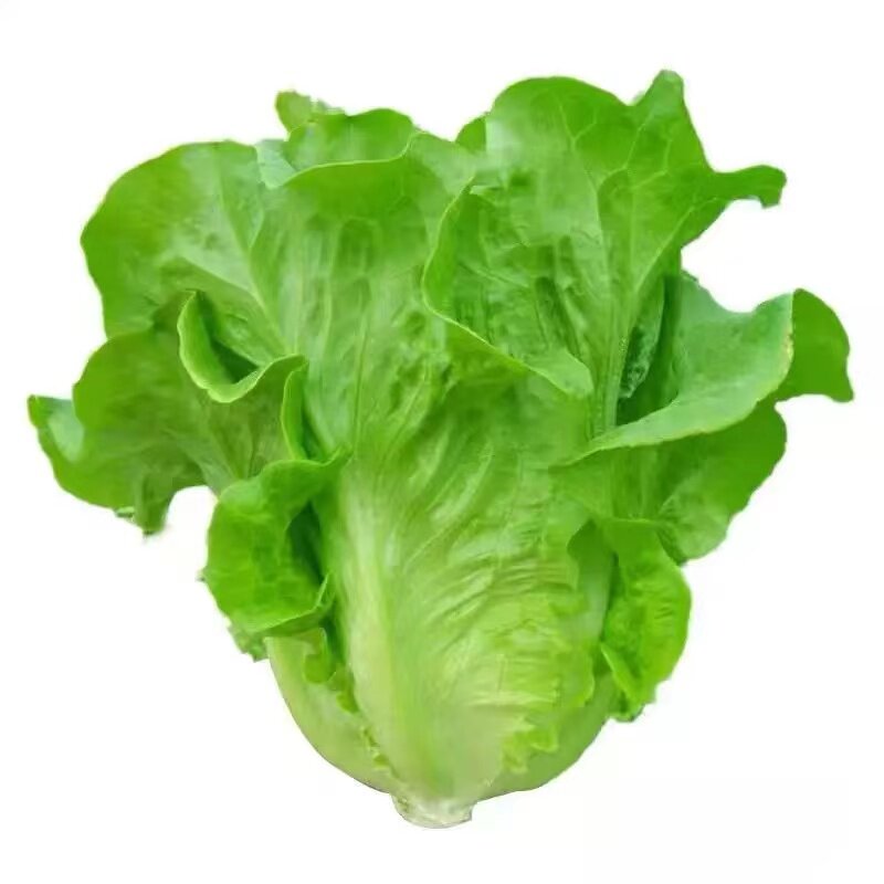 意大利生菜种子大全水培四季生菜种籽孑农家春夏秋冬季菜籽种南方