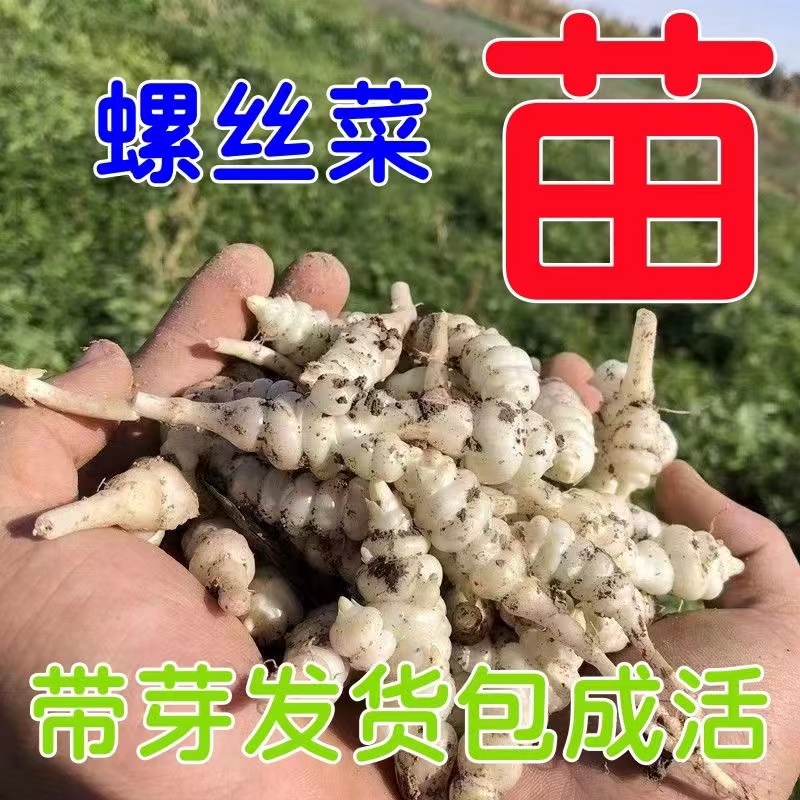 螺丝菜种苗宝塔菜种子地牯牛新鲜地环苗地葫芦种植地蚕宝塔菜新鲜-图0