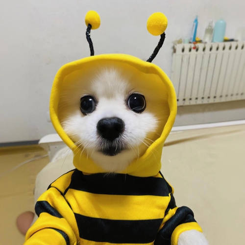 防掉毛猫咪衣服秋冬款加绒保暖小蜜蜂宠物小猫狗狗衣服可爱变身装 - 图0