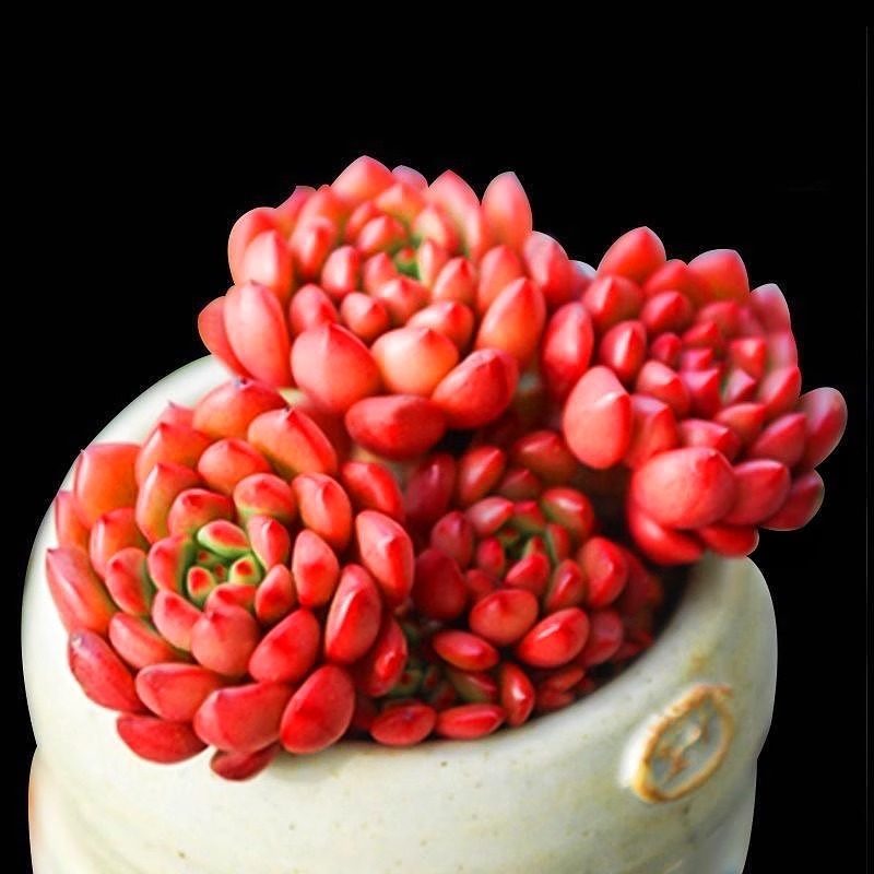 红宝石多头多肉绿植好养植物肉肉组合办公室盆栽创意花卉,淘宝优惠券,粉丝福利购,淘宝优惠卷