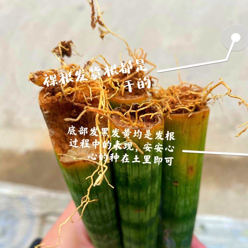 【擎天柱】虎皮兰室内植物好养四季绿植盆栽花卉养不死的花耐活-图2