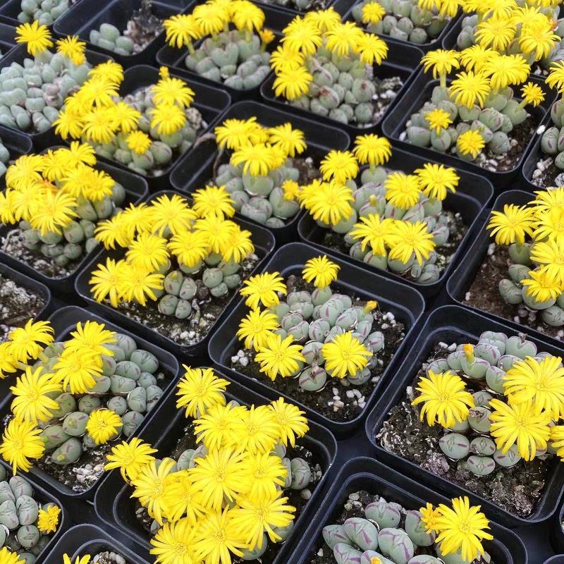 口笛 肉锥生石花多肉植物赤耳红边少将元宝口笛番杏科办公室盆栽,淘宝优惠券,粉丝福利购,淘宝优惠卷