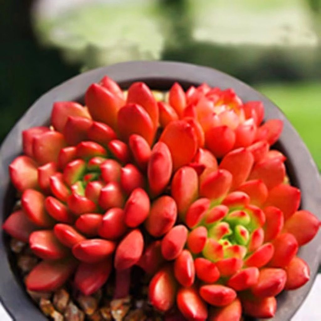 红宝石多头多肉绿植好养植物肉肉组合办公室盆栽创意花卉,淘宝优惠券,粉丝福利购,淘宝优惠卷