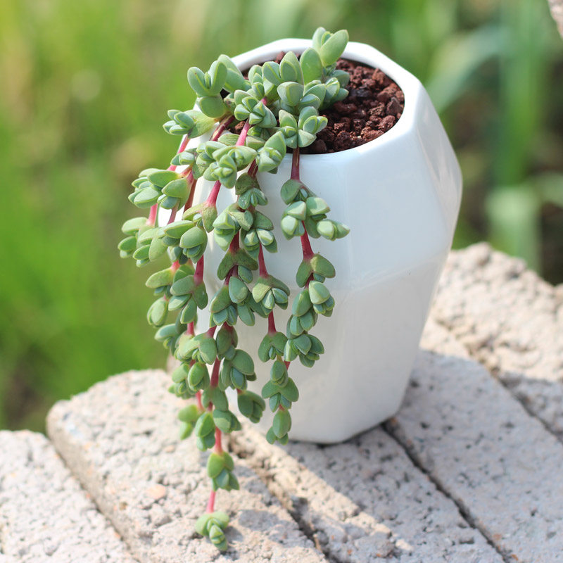 多肉植物碧玉莲办公室阳台肉肉组合盆栽 花卉绿植,淘宝优惠券,粉丝福利购,淘宝优惠卷