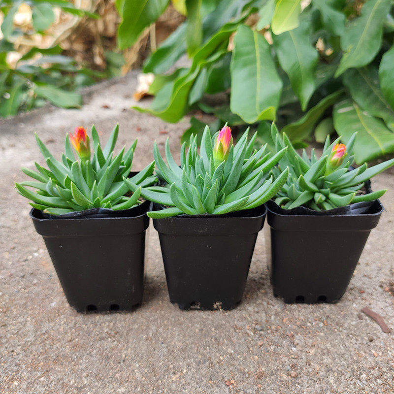 黄花照波多肉植物四季开花肉肉电脑桌面绿植花卉鲜花盆栽,淘宝优惠券,粉丝福利购,淘宝优惠卷