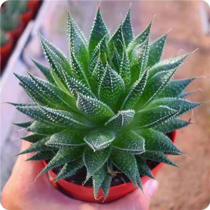 波露芦荟多肉植物大棵雪花芦荟绿植不夜城法师盆栽办公室桌面阳台,淘宝优惠券,粉丝福利购,淘宝优惠卷