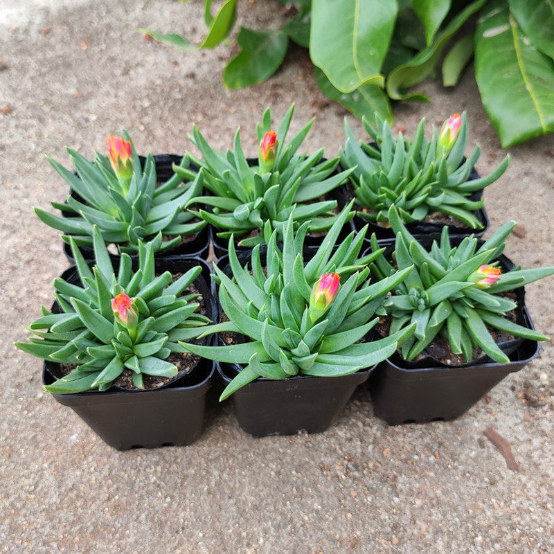 黄花照波多肉植物四季开花肉肉电脑桌面绿植花卉鲜花盆栽,淘宝优惠券,粉丝福利购,淘宝优惠卷