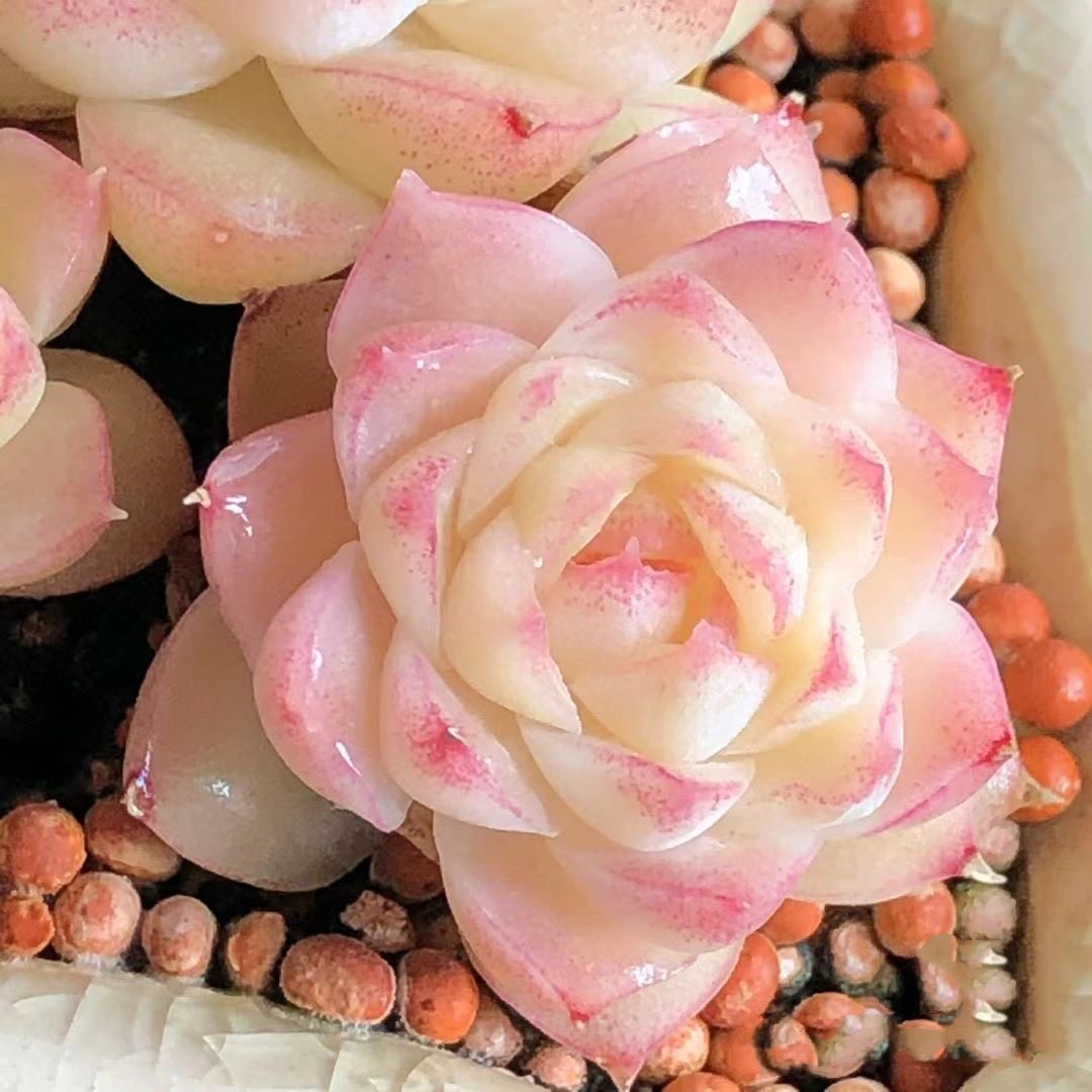 红女王多肉植物女王麦秆多肉天鹅绒韩版贵货室内花卉新手好养活,淘宝优惠券,粉丝福利购,淘宝优惠卷