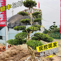 Small Leafy Yellow Poplar Patio Villa shaped Greening Solo Pole Winter Green Nestling Yellow Poplar Landscape Trees All Season Evergreen Saplings