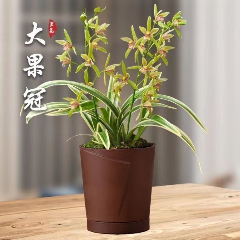 矮种金边兰花【凤月荷】浓香型建兰办公盆栽室内外花卉大全 - 图3