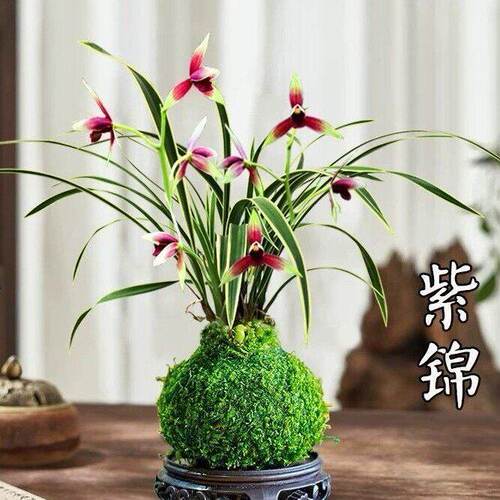 水培金边矮种建兰【红荷红】兰花苗浓香水味型客厅桌面净化空气 - 图3