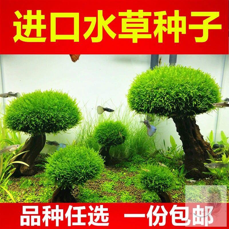 鱼缸造景全套生态鱼缸装饰造景水生植物鱼缸造景套装成品鱼缸树