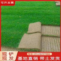 Lawn real grass with native dwarf Manila turf Bermuda Fruit Ridge Grass Cold Season Evergreen Courtyard Greenery Fry