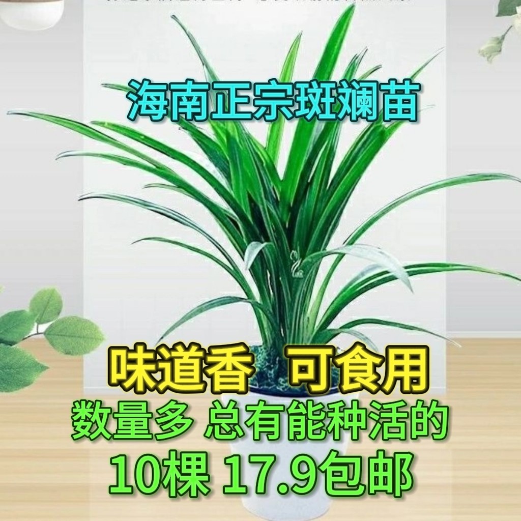 海南可食用斑斓苗香兰苗班兰苗室内绿植盆栽盆景净化空气香兰叶苗,淘宝优惠券,粉丝福利购,淘宝优惠卷