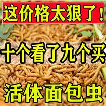 Feed Parrot Yellow Pink Seed Ovulation Hedgehog Food High Protein