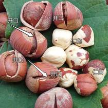 New cargo opening Tohoku Special production of great hazelnut original flavor fried 500g Handmade iron Ridge small hazelnut nut snacks