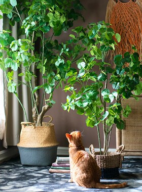 仿真绿植苹果榕树盆景花大树掬熙