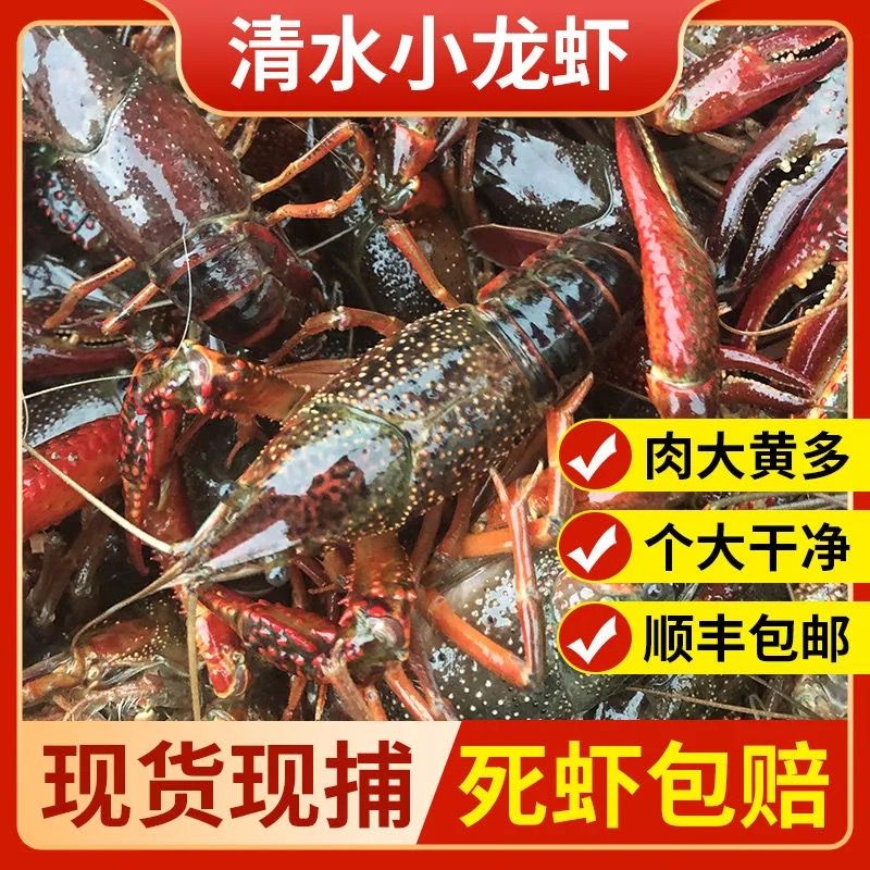 湖北鲜活小龙虾567钱净重5斤龙虾鲜活特大新鲜稻田虾青虾红虾顺丰 - 图0