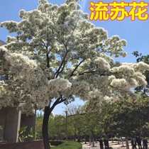 Dreamy streaming Su Shuo Miao flow Su Xiaomiao April Snow saplings planted large trees Courtyard Villa Park Green Scenery Trees