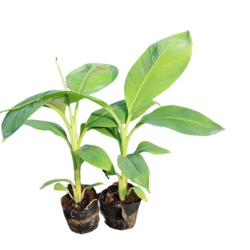 小米蕉苗带土广西发货中蕉9号香蕉苗四季种植小米蕉苗皇帝蕉苗 - 图3