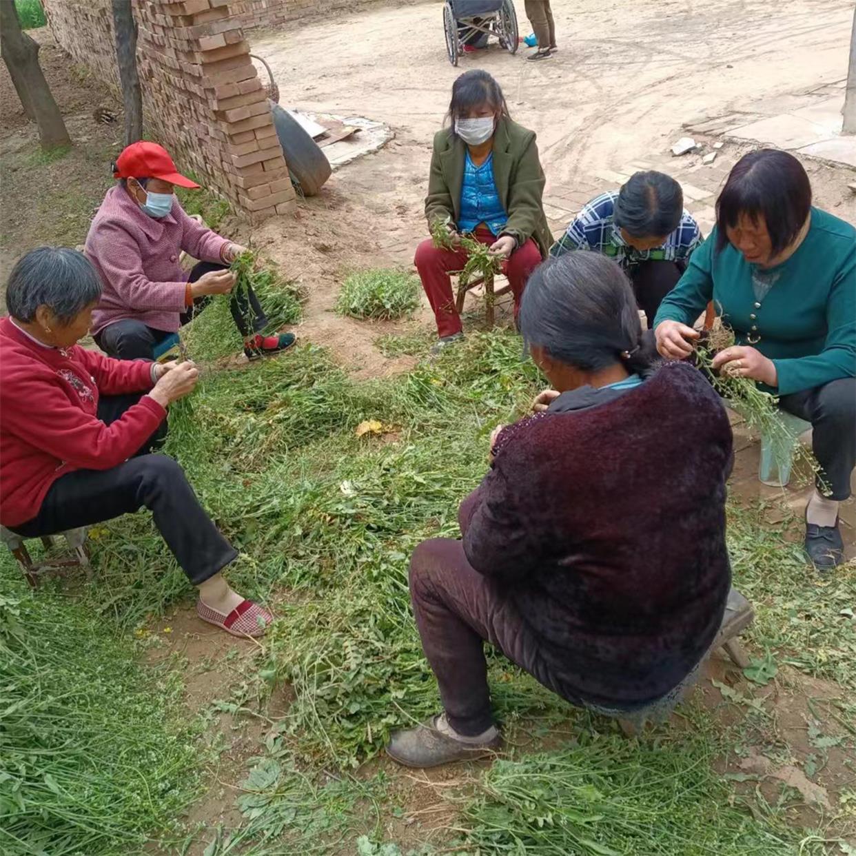 野生新鲜老荠菜干整株带根带花中草药煮水煮鸡蛋现摘现发野菜包 - 图0