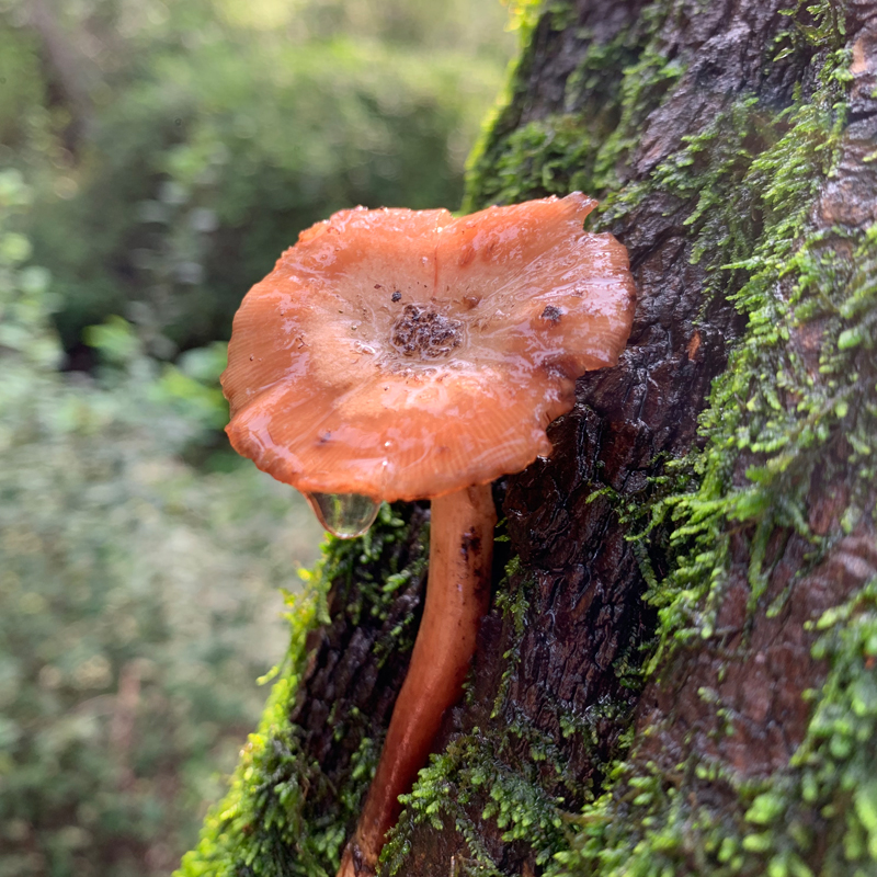 东北土产榛蘑松蘑乾货蘑菌菇新鲜山货辽宁沈阳新年春节年货礼盒