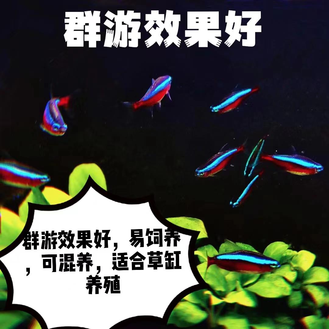 巴西宝莲灯鱼红鼻子剪刀鱼群游热带观赏鱼草缸群游小型淡水灯科-图0