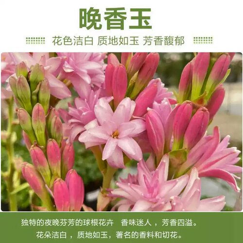 晚香玉种球重瓣大花球根夜来香浓香型多年生切花庭院阳台花卉盆栽 - 图3