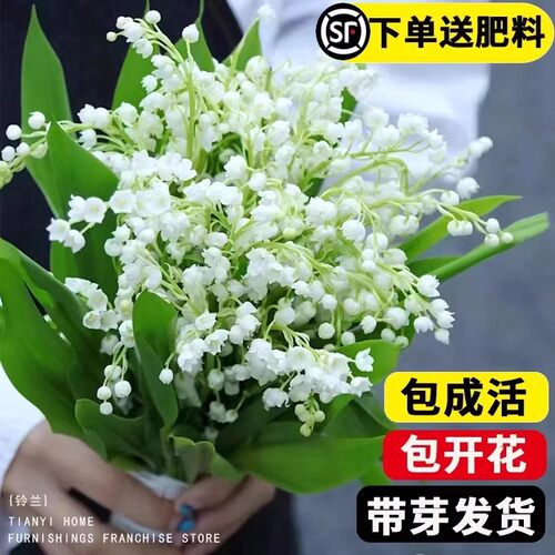 带芽铃兰花苗带根植物盆栽进口种球耐寒室内绿植花卉四季播种易活 - 图2