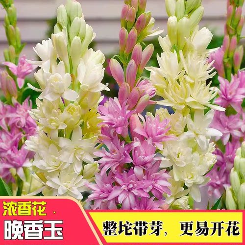 晚香玉种球重瓣大花球根带多芽多年生浓香型切花庭院阳台花卉盆栽 - 图3