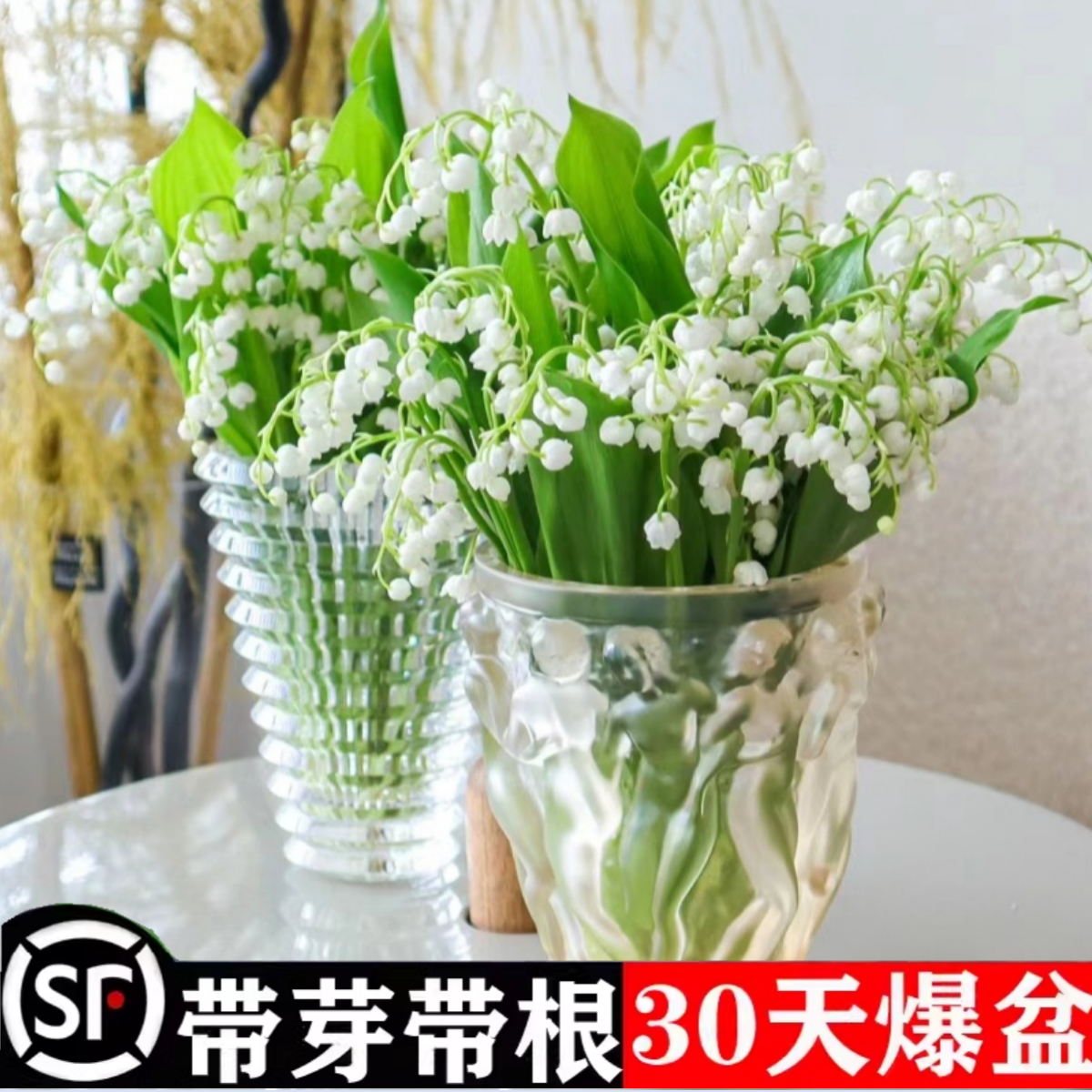 铃兰花苗浓香花卉盆栽带芽铃兰阳台绿植室内外风信子芳香当年开花 - 图3