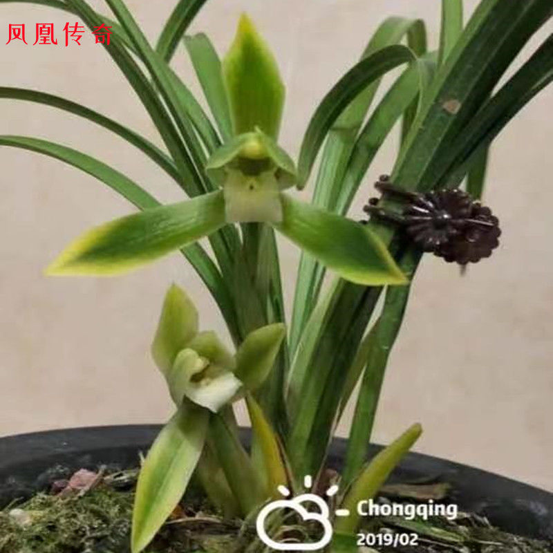 浓香型老品种兰花春兰【金碧辉煌】当年好养室内阳台客厅盆栽绿植 - 图3