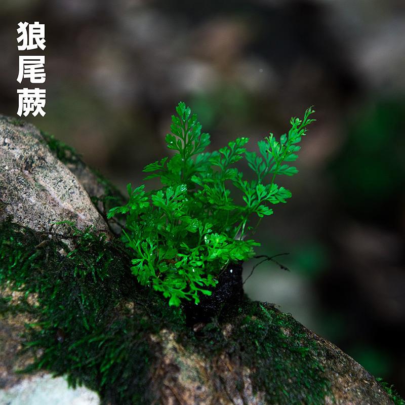 蕨类微景观水陆雨林缸假山造景绿植生态瓶DIY材料耐阴湿观叶植物-图2