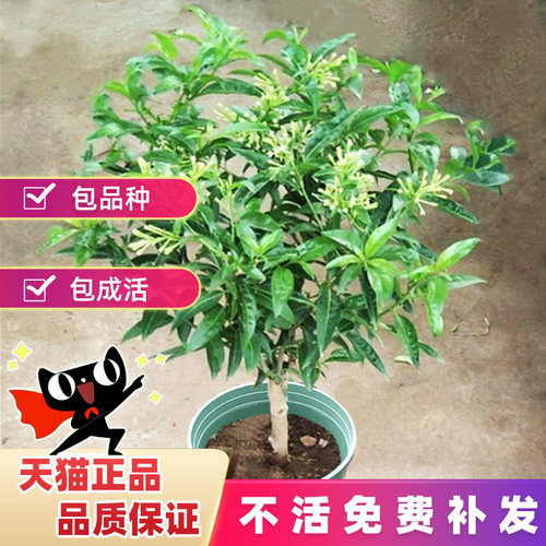 夜来香盆栽树苗室内室外四季花卉耐寒植物带花苞大苗夜来香老桩花 - 图0