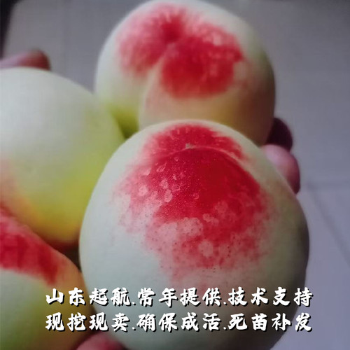 老品种四月半桃树苗极早熟一点红桃苗5月红甜桃子果苗南北方种植 - 图2