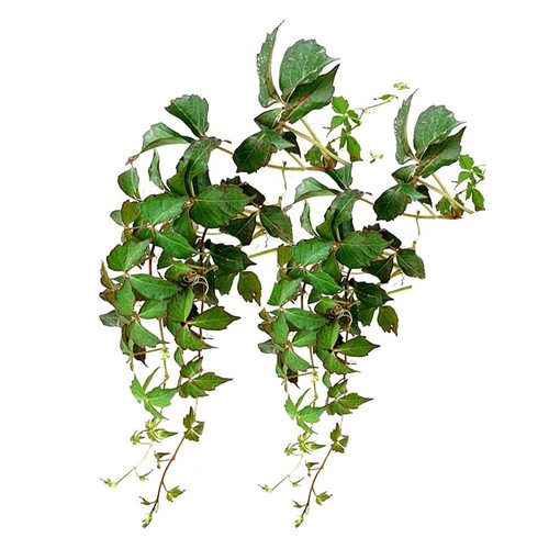 爬山虎爬藤植物四季爬山虎苗三叶五叶庭院四季不落叶爬墙虎树苗种 - 图3