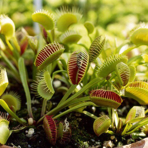 超大捕蝇草盆栽猪笼草食虫食人花卉水培植物茅膏菜驱蚊绿植捕虫草,淘宝优惠券,粉丝福利购,淘宝优惠卷