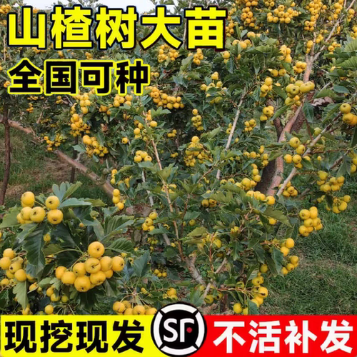 山楂树活苗无籽黄山楂树苗庭院南方北方四季种植当年结果苗果树苗 - 图1