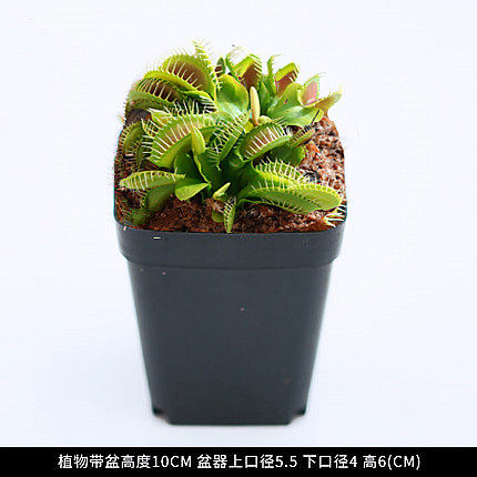 超大捕蝇草盆栽猪笼草食虫食人花卉水培植物茅膏菜驱蚊绿植捕虫草,淘宝优惠券,粉丝福利购,淘宝优惠卷