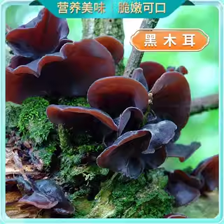 东北特产大兴安岭菌菇汤料包炖汤鹿茸蛹虫草花姬松茸山珍干货礼盒