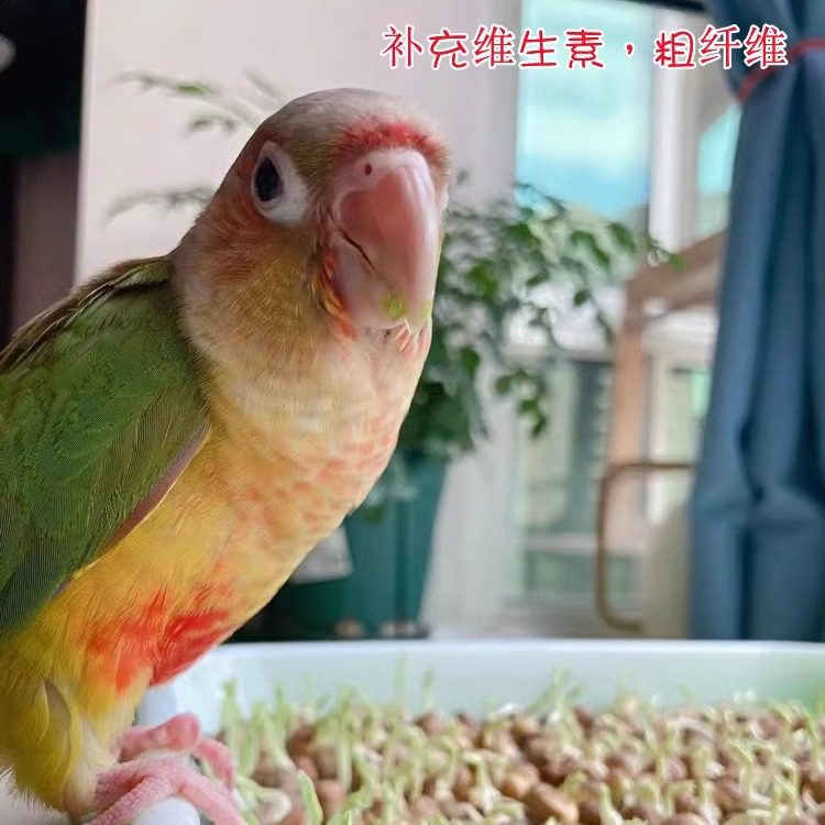 鹦鹉豌豆苗饲料天然蔬菜维他命鸟粮零食啃咬趣味手养虎皮牡丹玄凤,淘宝优惠券,粉丝福利购,淘宝优惠卷