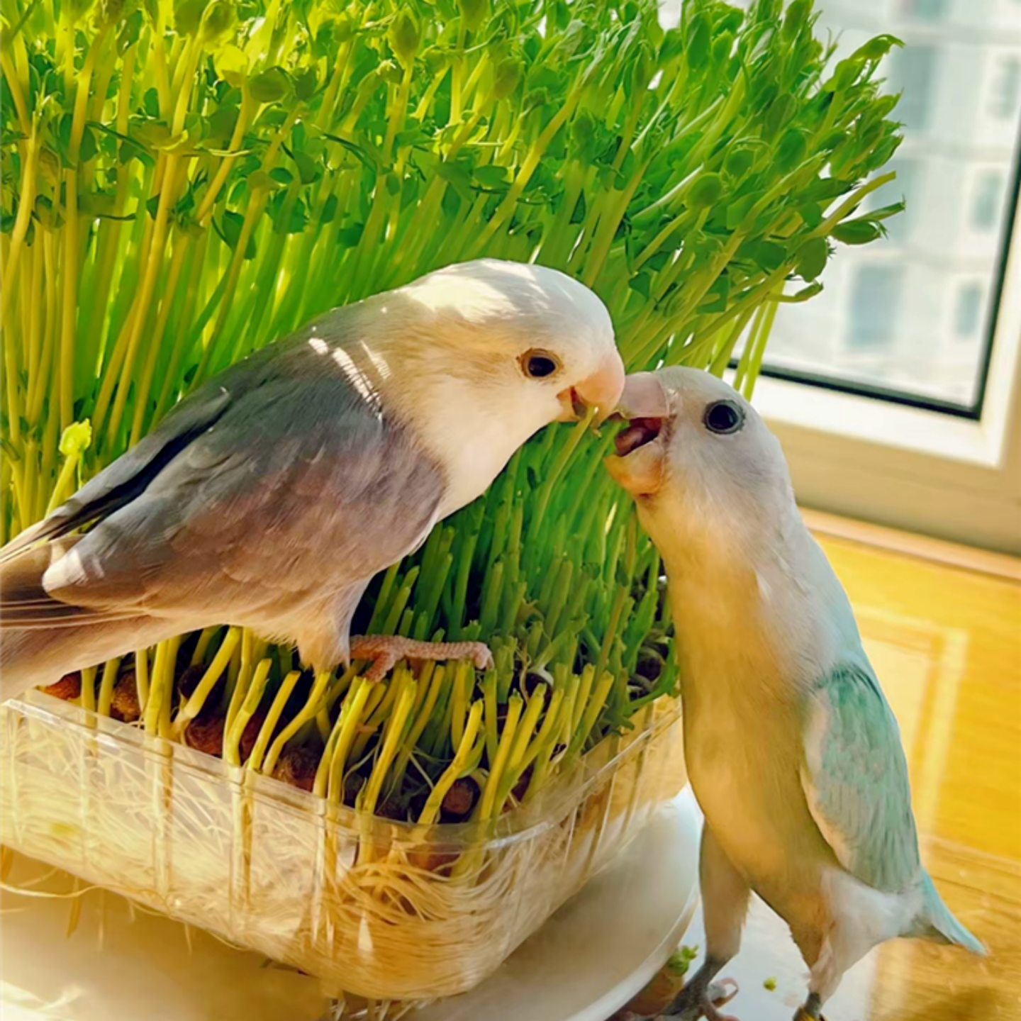 鹦鹉豌豆苗饲料专用蔬菜维他命鸟粮趣味手养虎皮零食牡丹玄凤玩具,淘宝优惠券,粉丝福利购,淘宝优惠卷