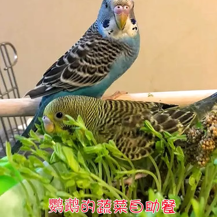 鹦鹉豌豆苗饲料天然蔬菜维他命鸟粮零食啃咬趣味手养虎皮牡丹玄凤,淘宝优惠券,粉丝福利购,淘宝优惠卷