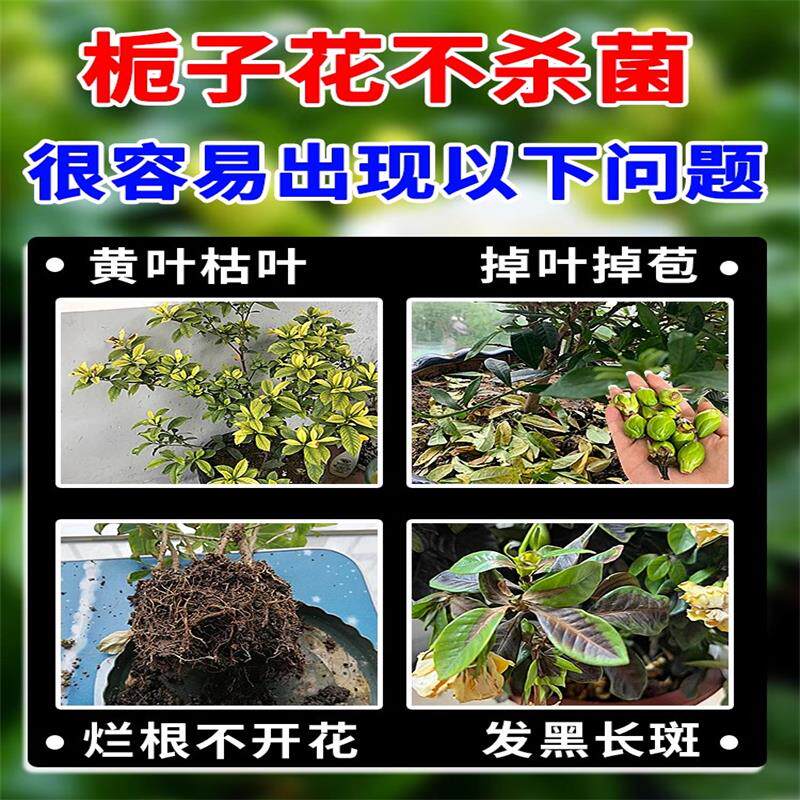 栀子花黄叶掉叶掉花苞专用肥料营养液急救液体助生长叶增绿促开花